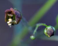 Scrophularia alpestris