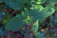 Scrophularia alpestris