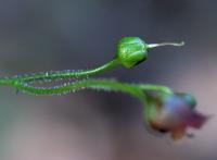 Scrophularia alpestris