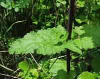 Scrophularia scorodonia