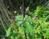 Scrophularia scorodonia