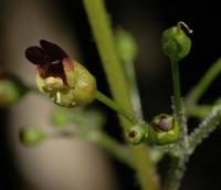 Scrophularia nodosa