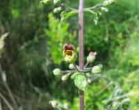 Scrophularia scorodonia