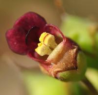 Scrophularia balbisii subsp balbisii 