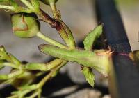 Scrophularia balbisii subsp balbisii 