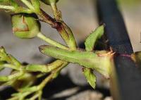 Scrophularia balbisii subsp balbisii 