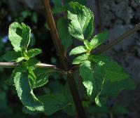 Scrophularia balbisii subsp balbisii 