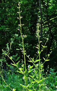 Scrophularia balbisii subsp balbisii 
