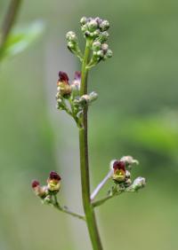 Scrophularia auriculata