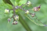 Scrophularia auriculata