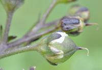 Scrophularia auriculata