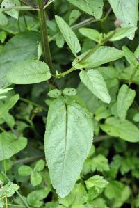 Scrophularia auriculata