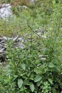 Scrophularia auriculata