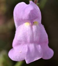 Antirrhinum barrelieri