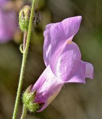 Antirrhinum barrelieri