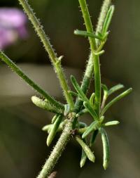 Antirrhinum barrelieri