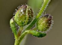 Antirrhinum barrelieri