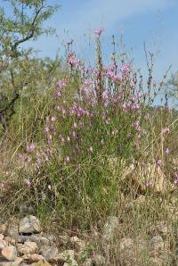 Antirrhinum barrelieri