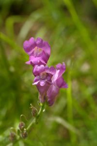 Antirrhinum majus subsp majus