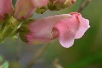 Antirrhinum majus subsp majus