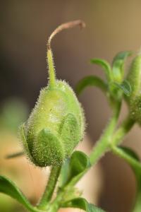 Antirrhinum majus subsp majus