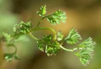 Fumaria densiflora