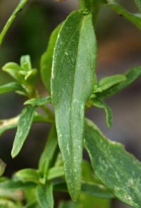 Antirrhinum majus subsp majus