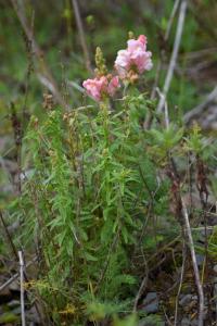 Antirrhinum majus subsp majus