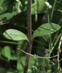 Chaenorhinum origanifolium susp. origanifolium