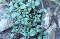 Chaenorhinum origanifolium susp. origanifolium