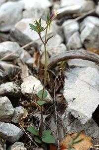 Chaenorhinum rubrifolium subsp. rubrifolium