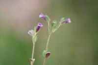 Chaenorhinum rubrifolium subsp. rubrifolium