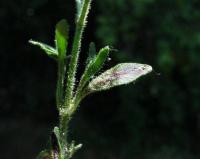 Chaenorhinum minus subsp. minus