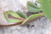 Chaenorhinum serpyllifolium subsp. serpyllifolium