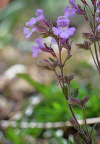 Chaenorhinum serpyllifolium subsp. serpyllifolium