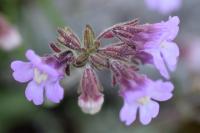 Chaenorhinum serpyllifolium subsp. serpyllifolium