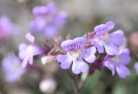 Chaenorhinum serpyllifolium subsp. serpyllifolium