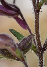 Chaenorhinum serpyllifolium subsp. serpyllifolium