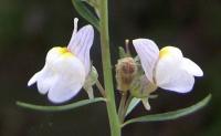 Linaria repens