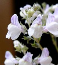 Linaria repens