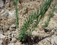 Linaria repens