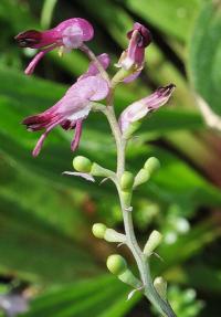 Fumaria densiflora