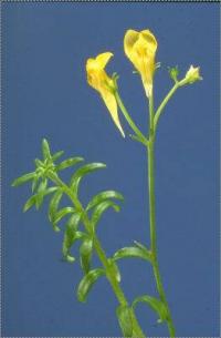 Linaria spartea