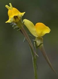 Linaria spartea