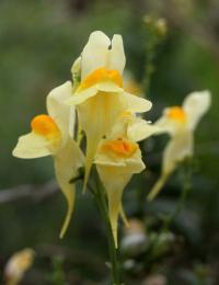 Linaria vulgaris