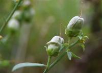 Linaria vulgaris