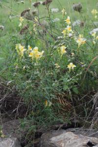 Linaria vulgaris