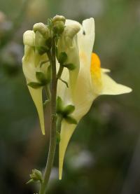 Linaria vulgaris