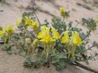 Linaria thymifolia