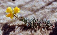 Linaria thymifolia